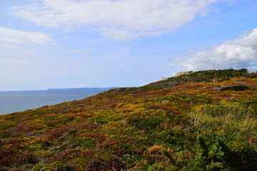 跟花有关的英文名