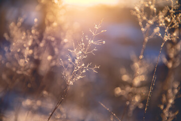 跟花有关的英文名